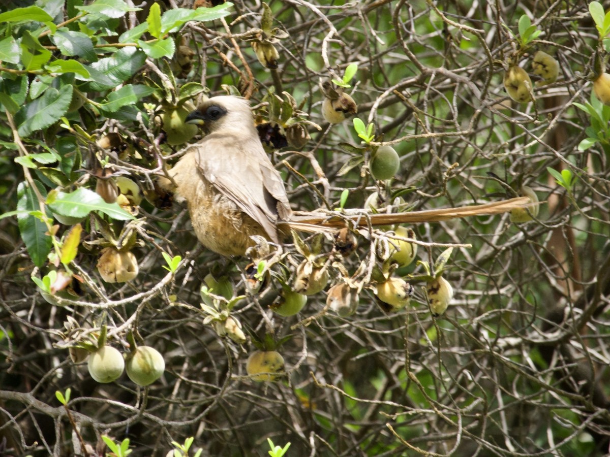 myšák hnědokřídlý - ML644978706