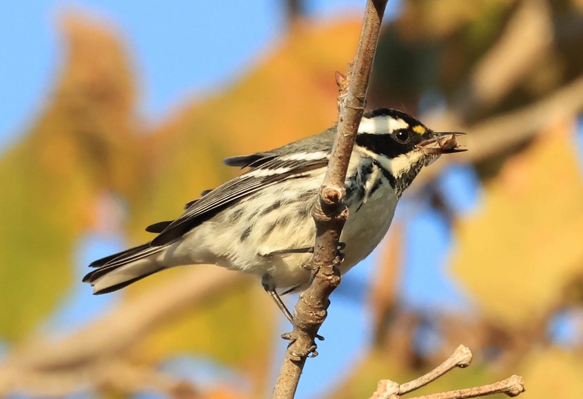 Black-throated Gray Warbler - ML644978707
