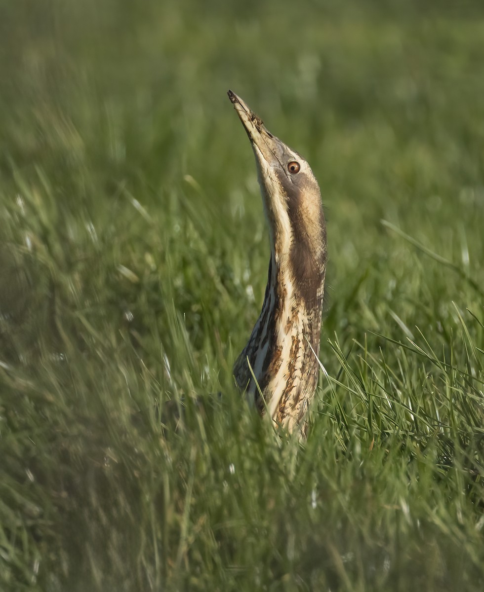 bukač australský - ML644978708