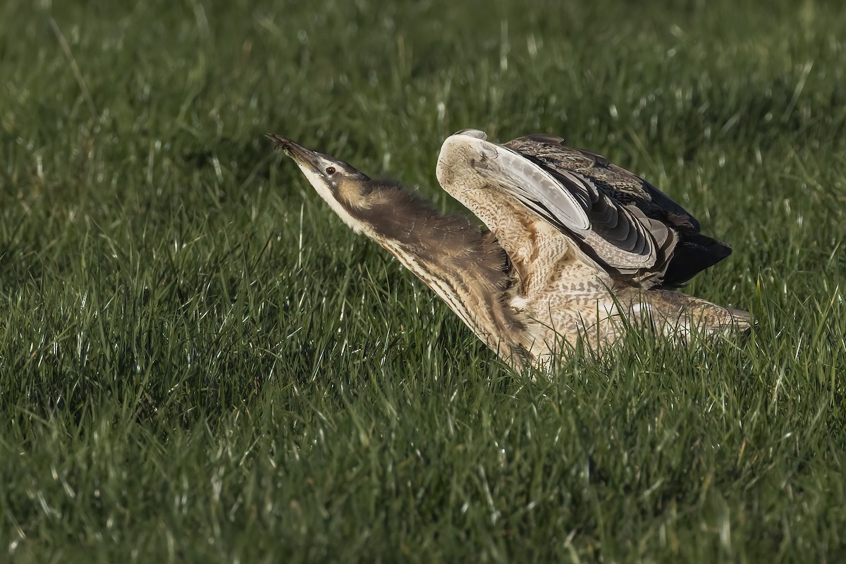 bukač australský - ML644978709
