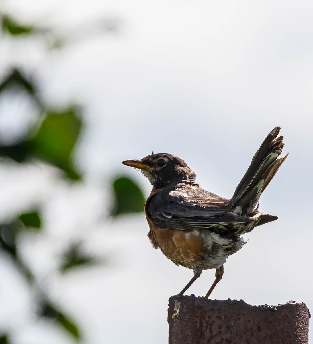 drozd stěhovavý - ML644978710