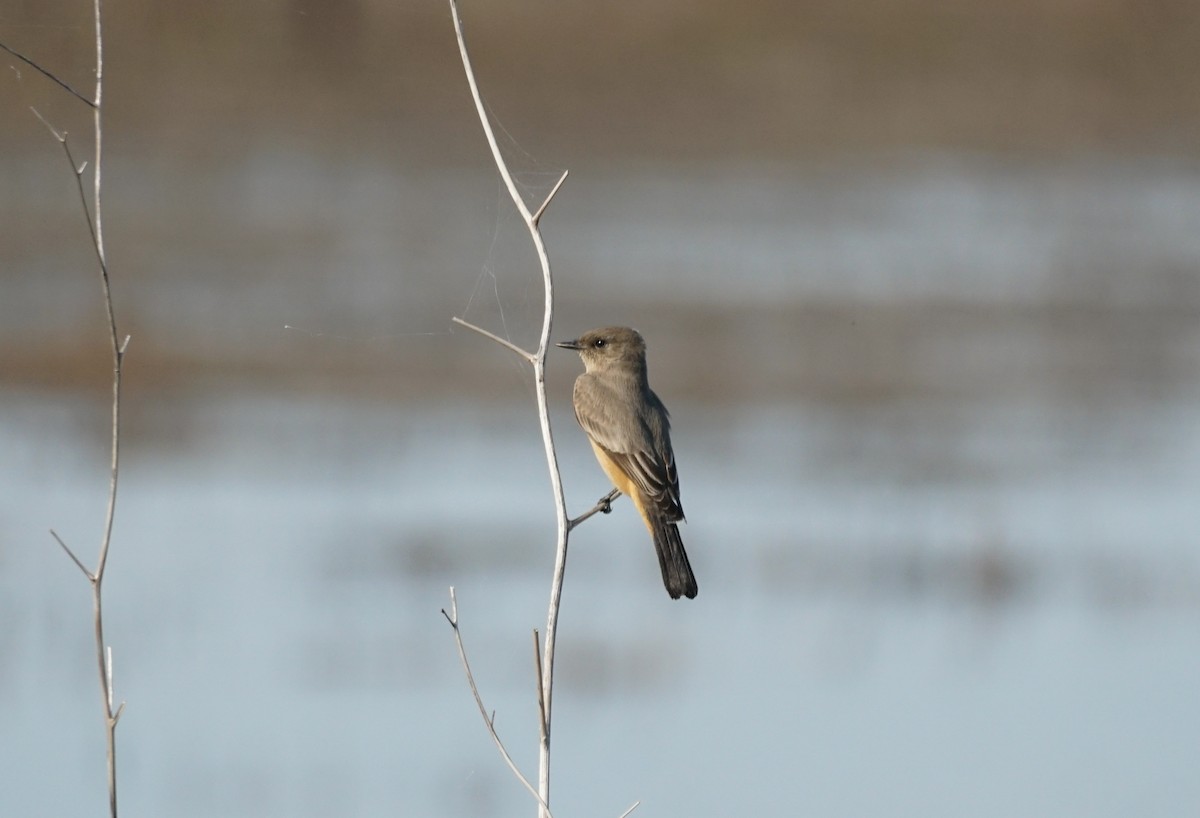 Say's Phoebe - ML644978711