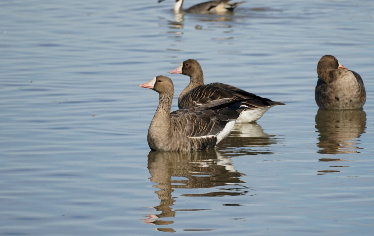 Greater White-fronted Goose - ML644978713