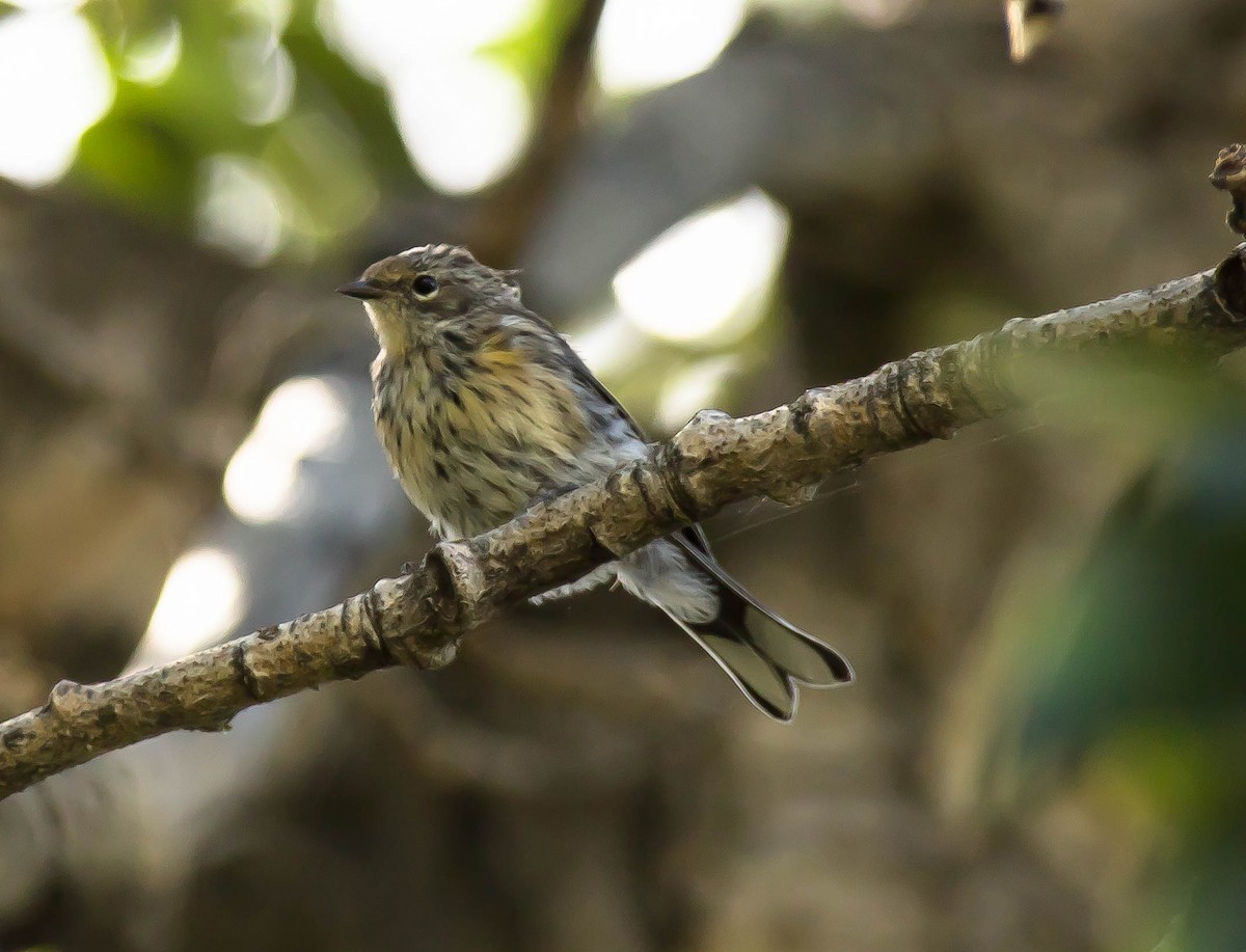 Yellow-rumped Warbler - ML644978716