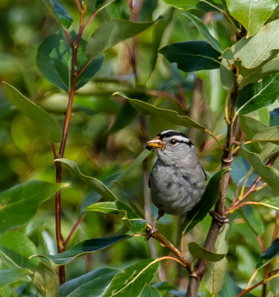 White-crowned Sparrow - ML644978727