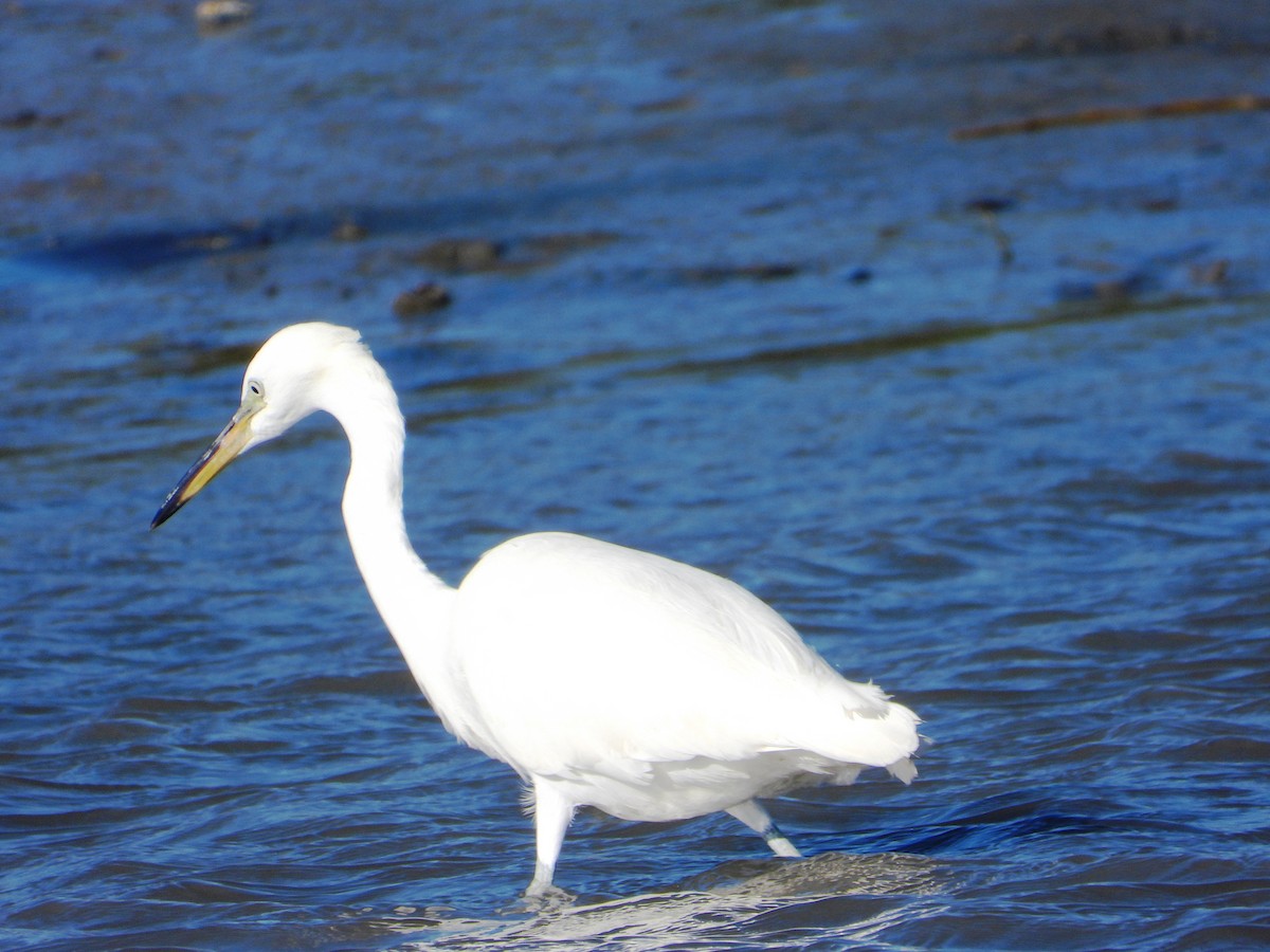 Chinese Egret - ML644978731