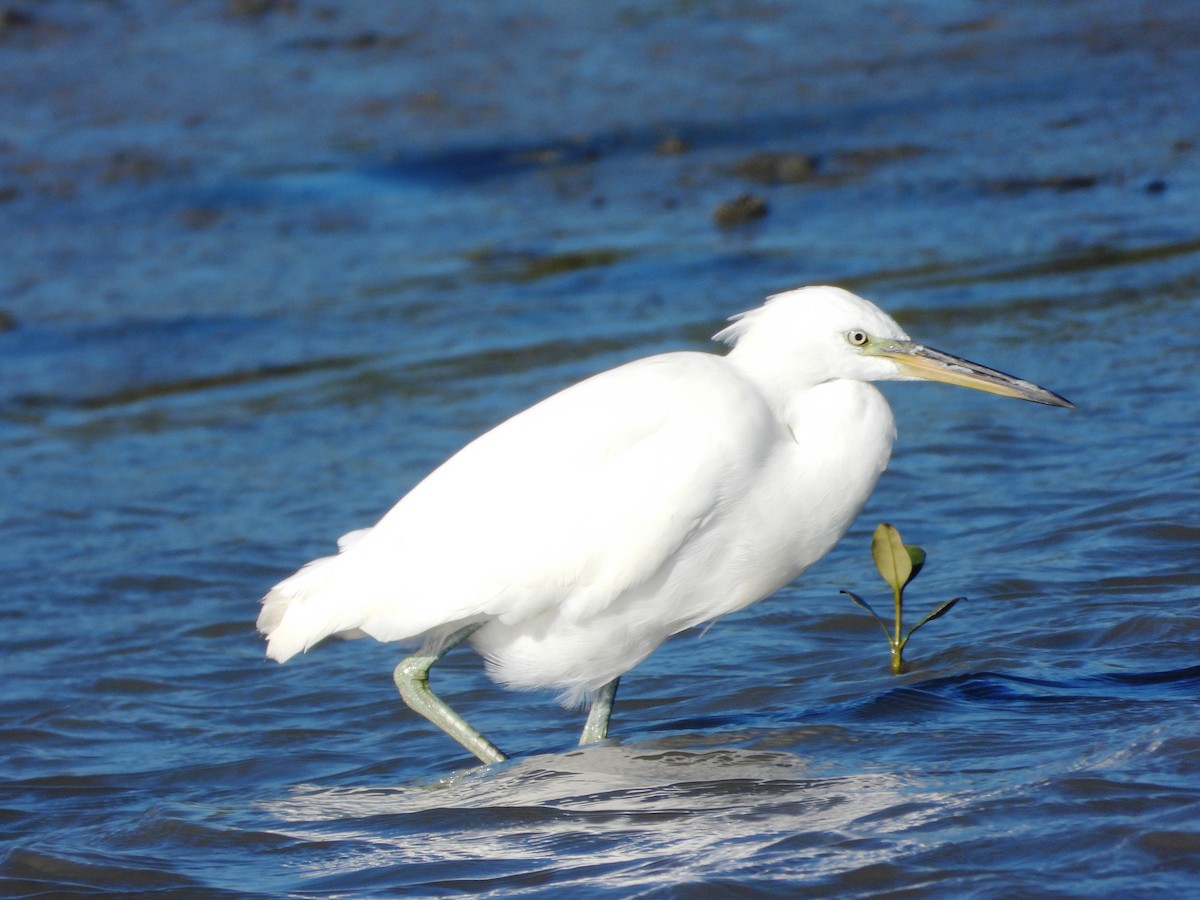 Chinese Egret - ML644978732