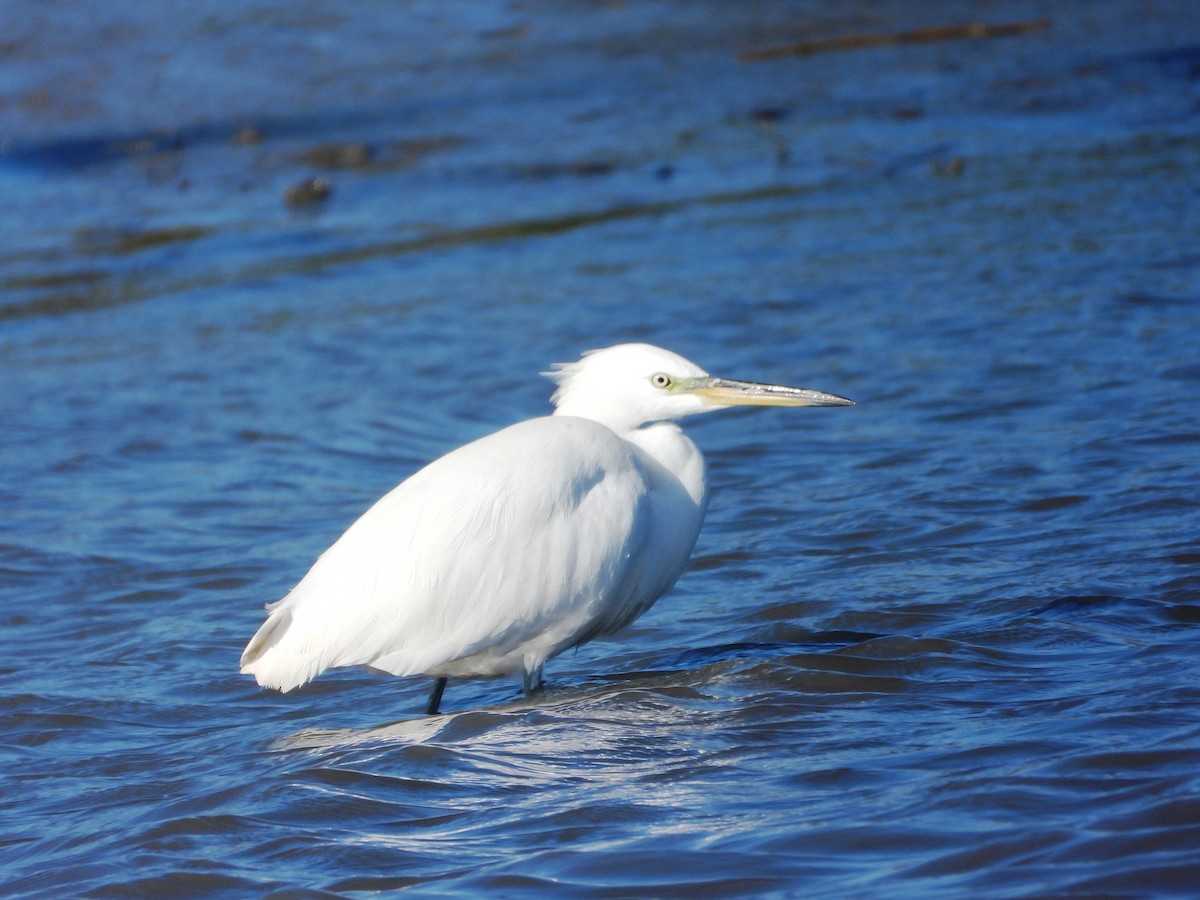 Chinese Egret - ML644978733