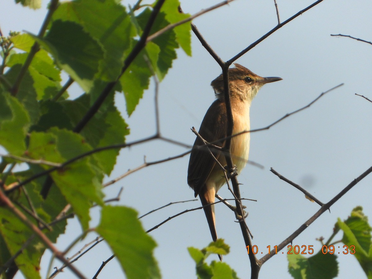 Clamorous Reed Warbler - ML644978747
