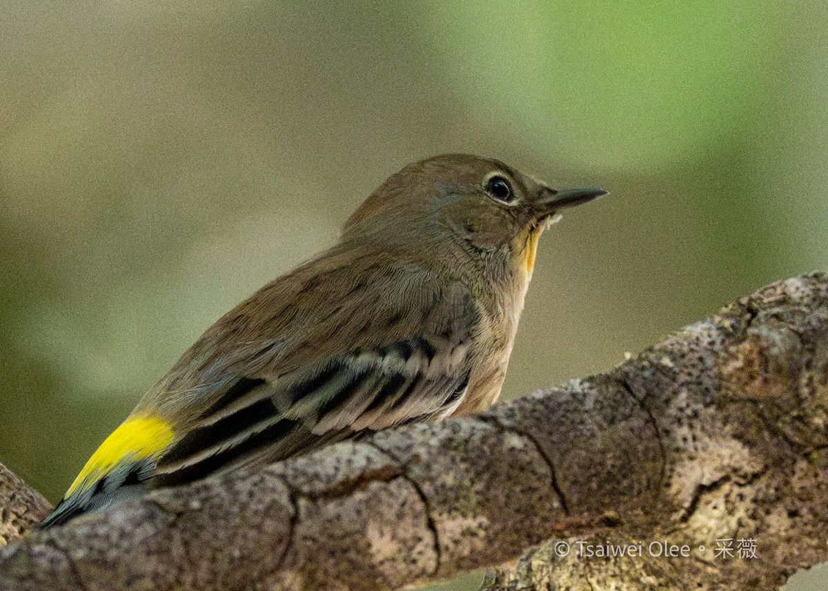 lesňáček žlutoskvrnný - ML644978759