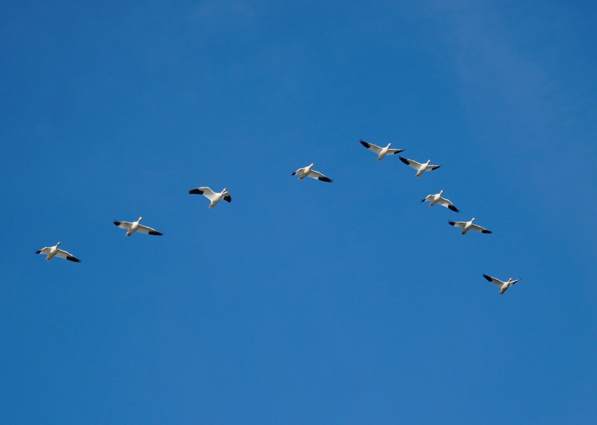 Snow Goose - ML644978764