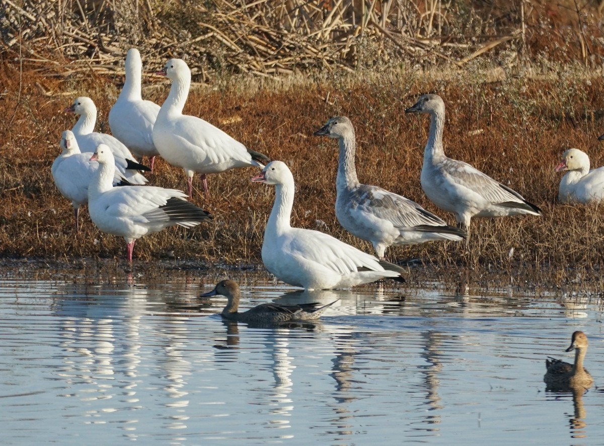 Snow Goose - ML644978765