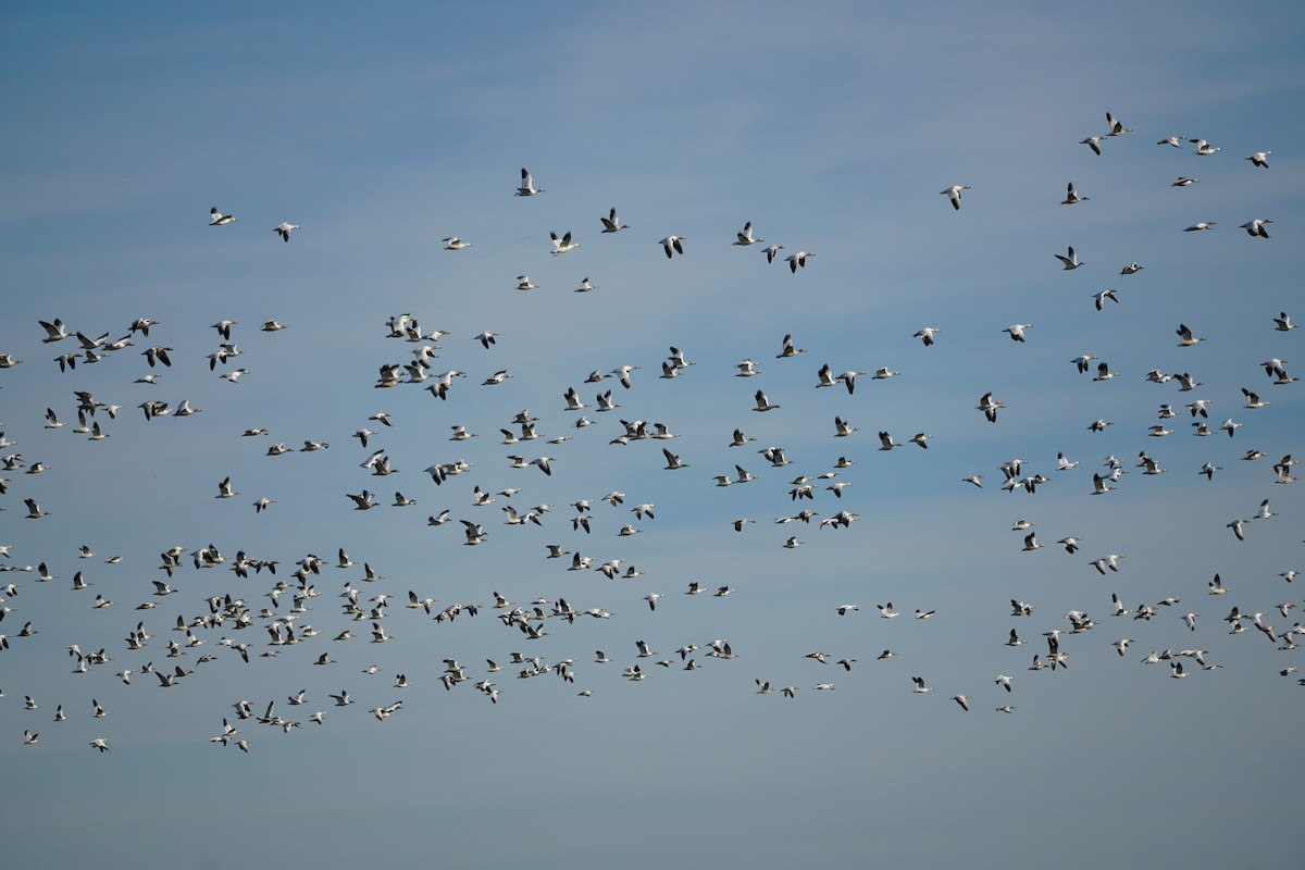 Snow Goose - ML644978767