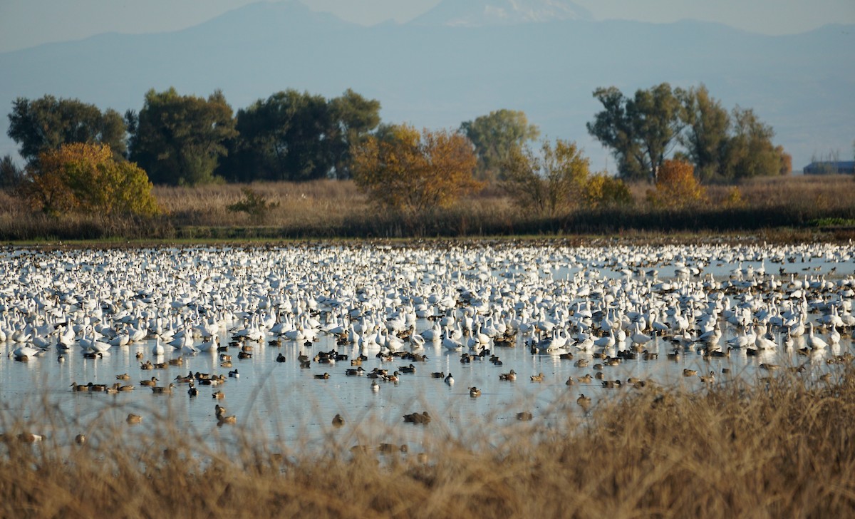 Snow Goose - ML644978768