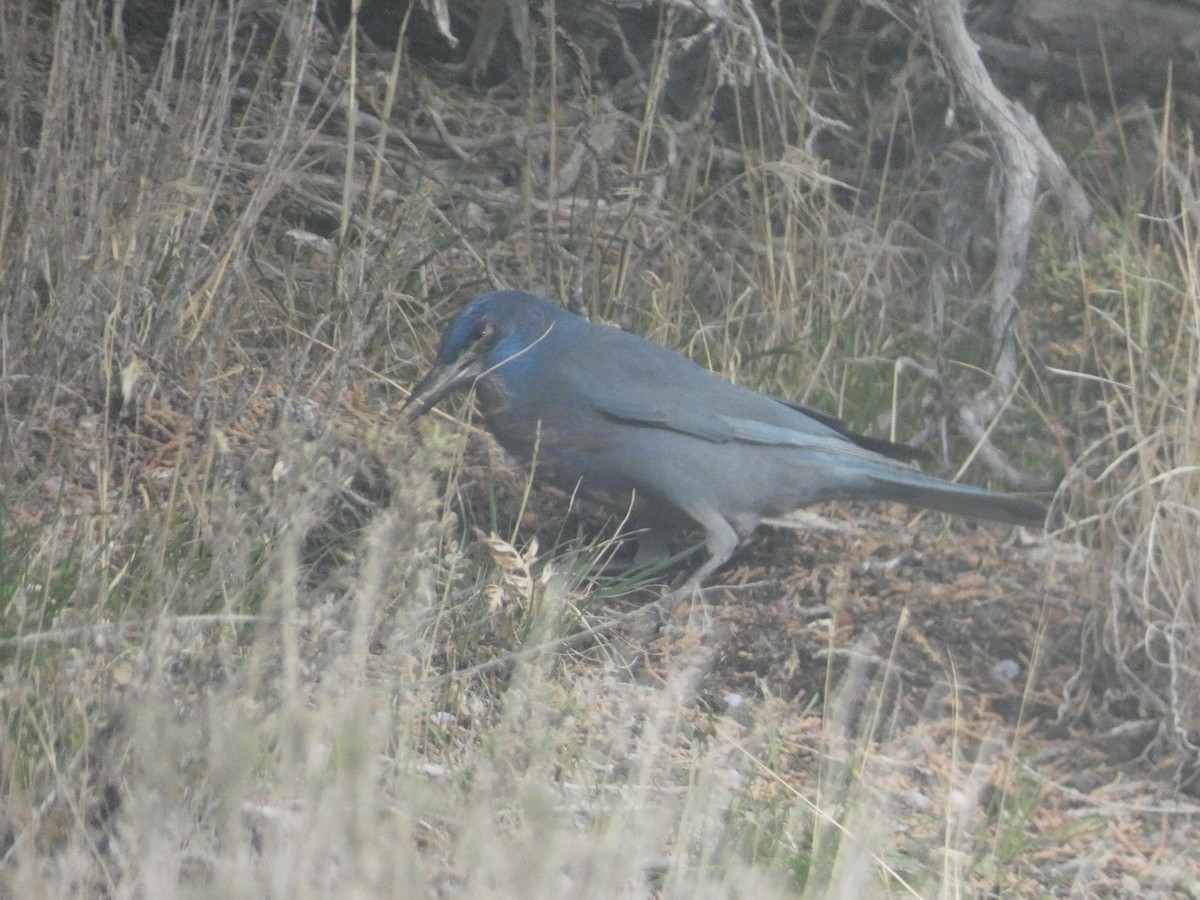 Chara Piñonera - ML644978774