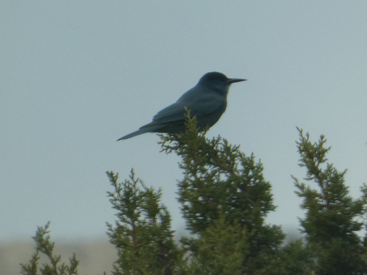 Chara Piñonera - ML644978778