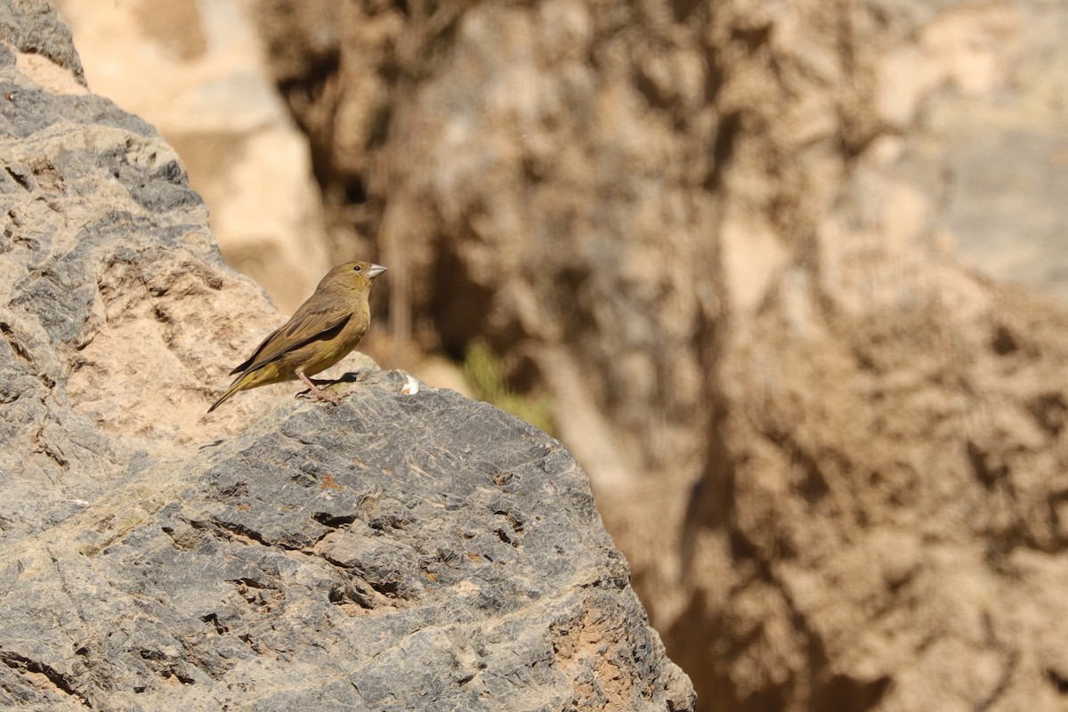 Greenish Yellow-Finch - ML644978782