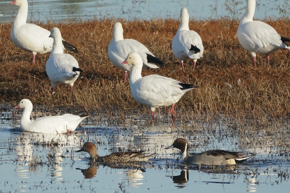 Ross's Goose - ML644978783