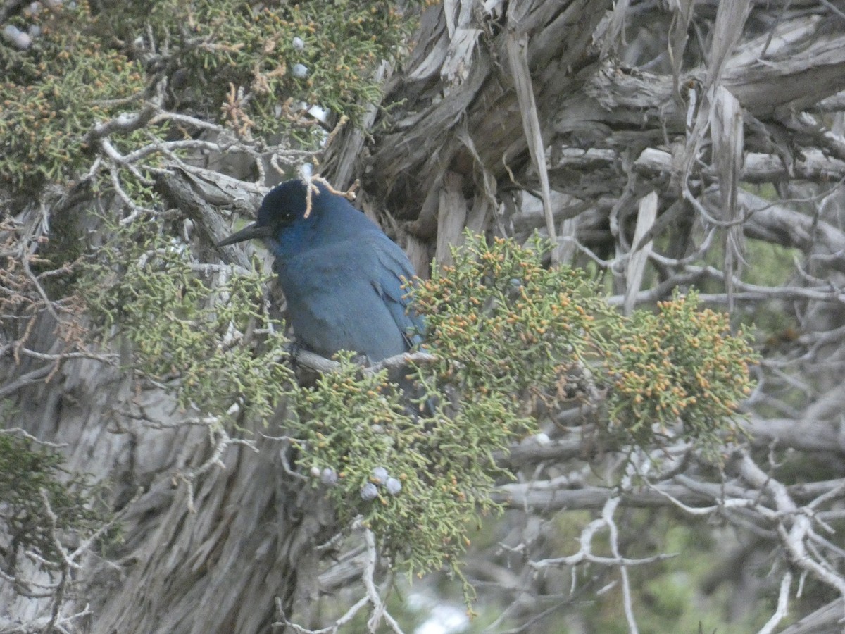 Chara Piñonera - ML644978788