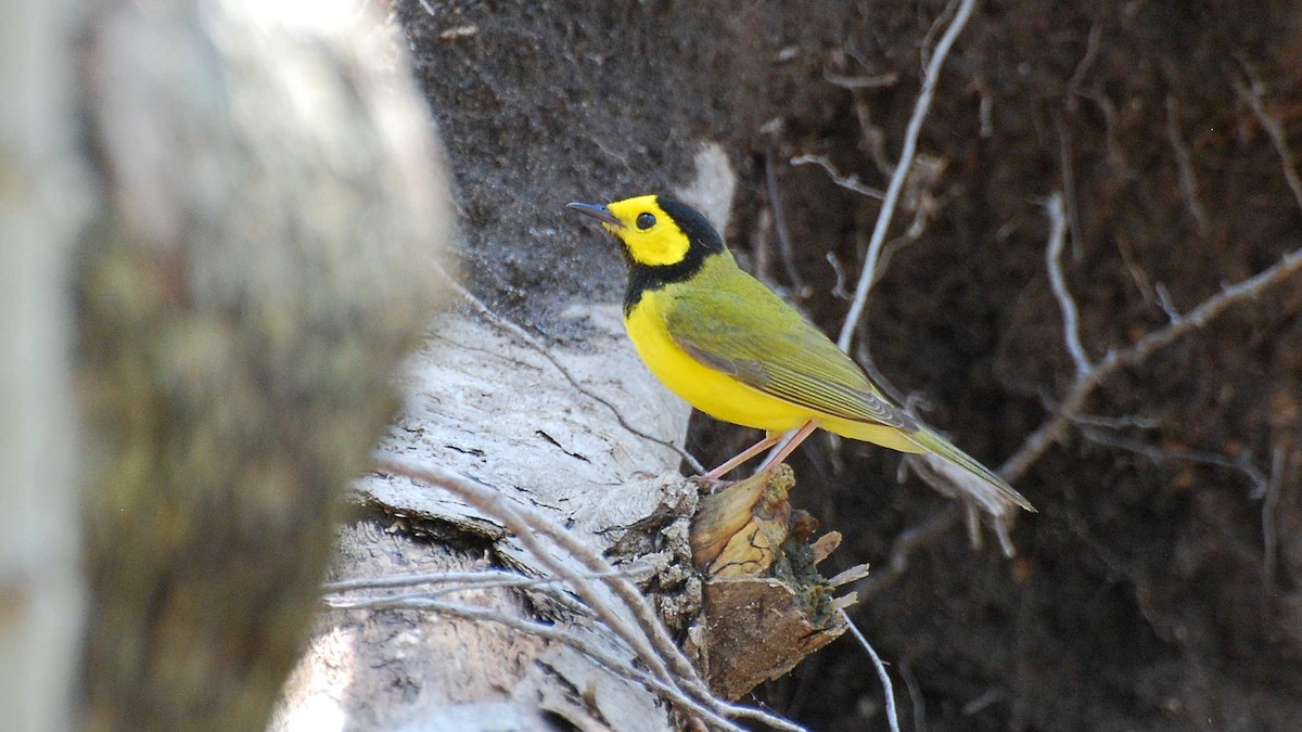 Hooded Warbler - ML644978791