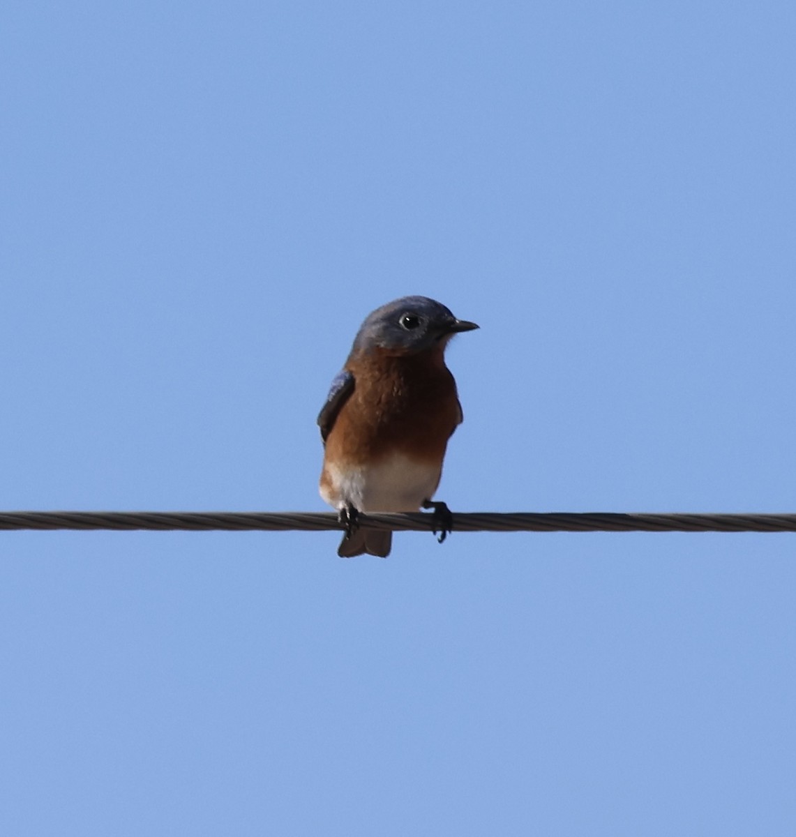Eastern Bluebird - ML644978798