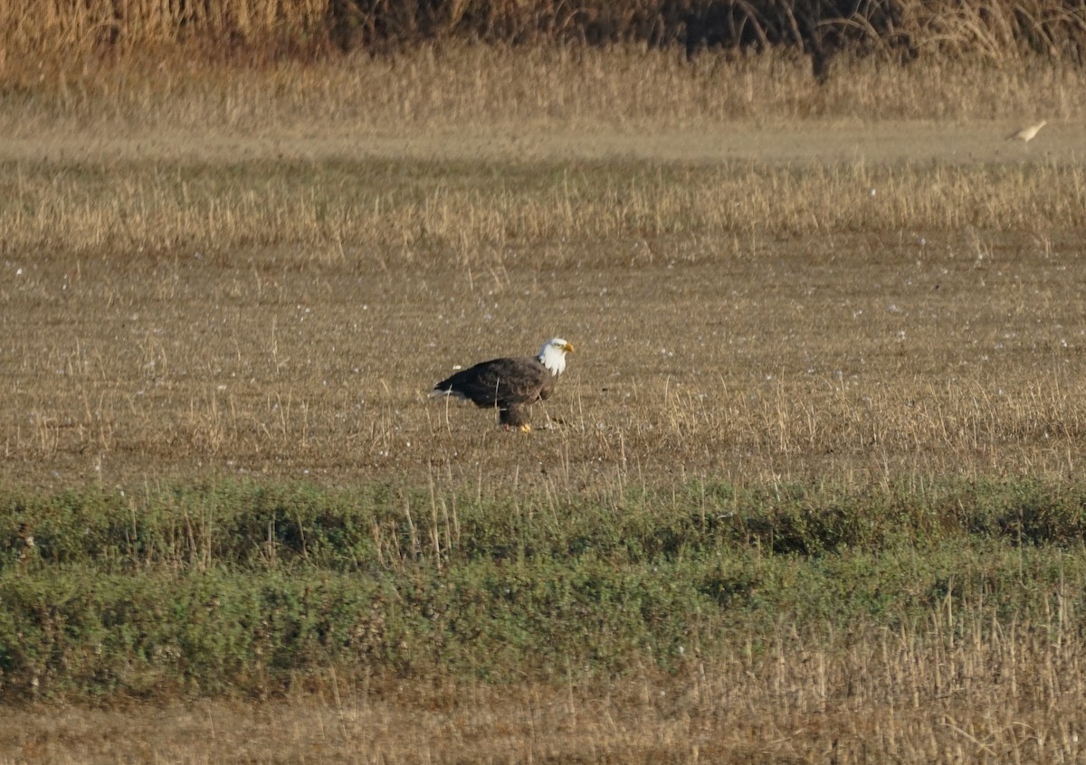 Bald Eagle - ML644978802