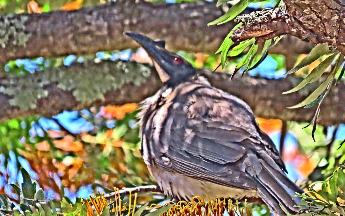 Noisy Friarbird - ML644978804