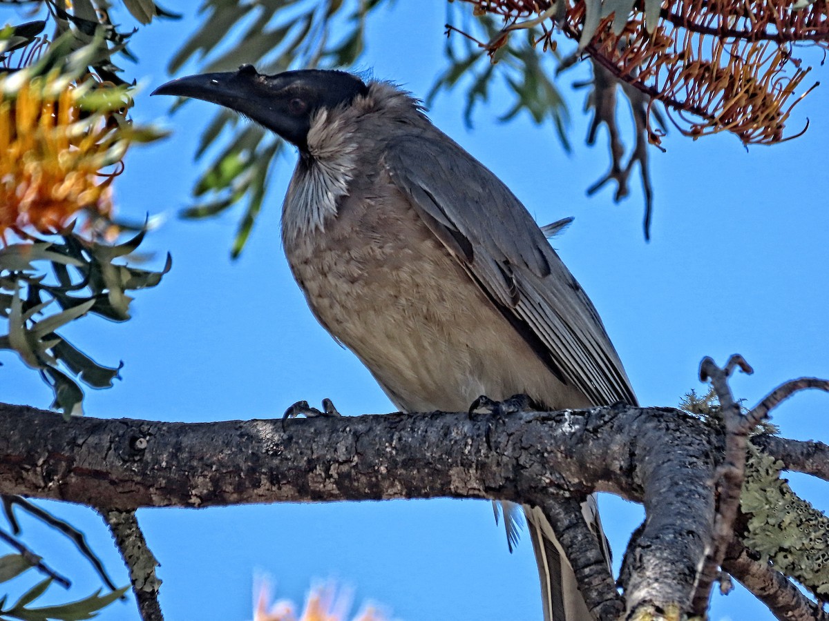 Noisy Friarbird - ML644978805