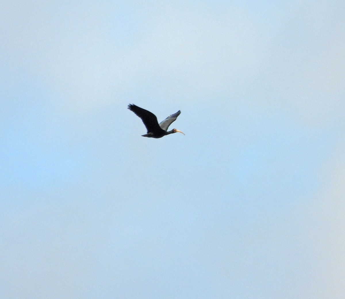 Bare-faced Ibis - ML644978813