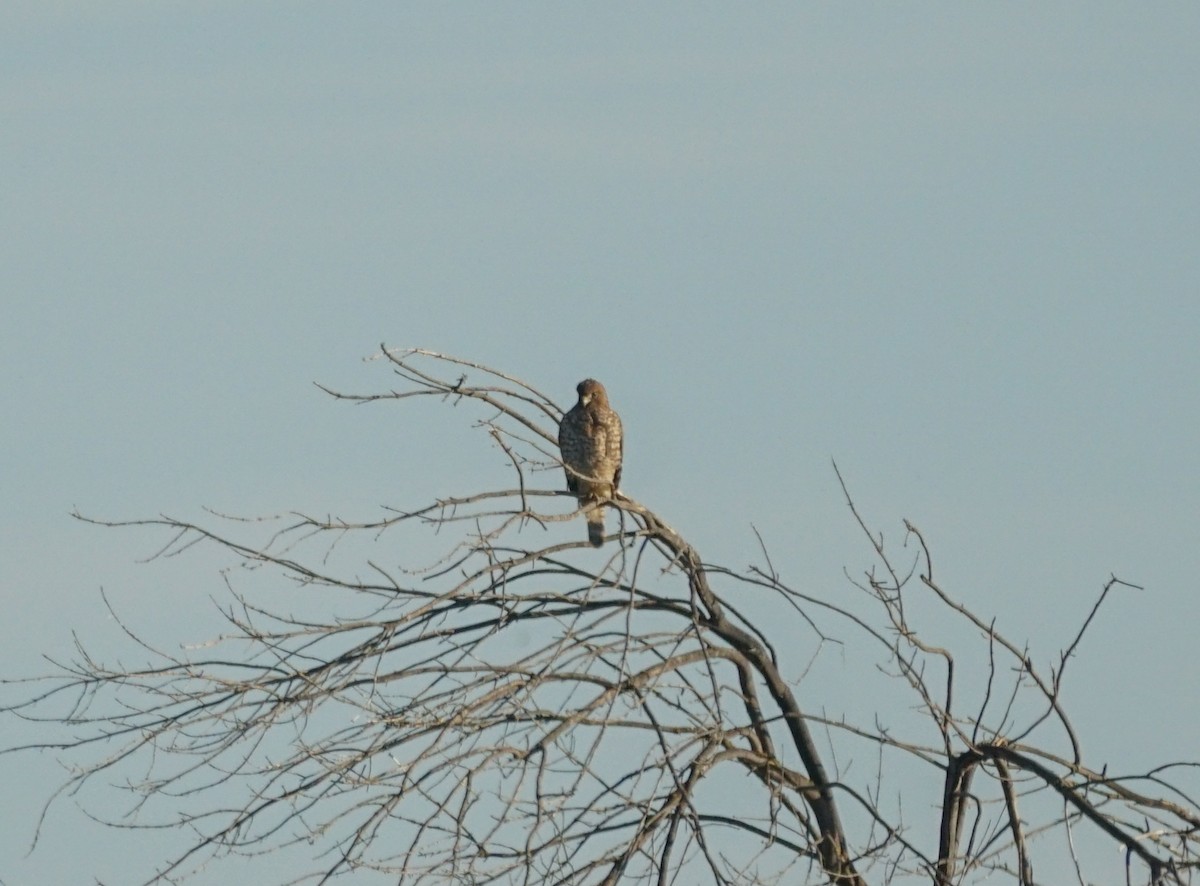 Red-shouldered Hawk - ML644978814