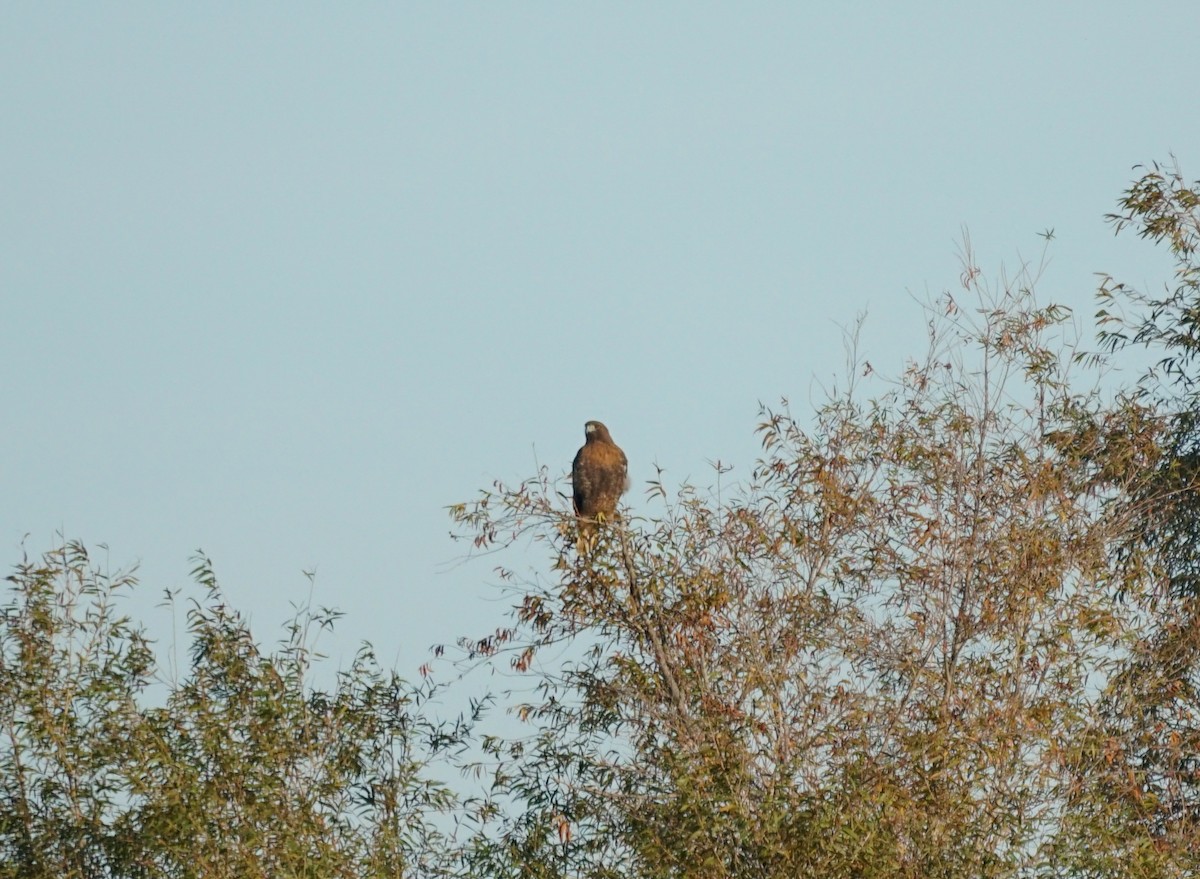 Red-tailed Hawk - ML644978817