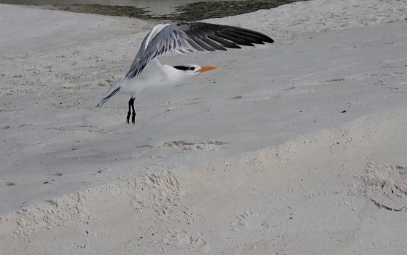 Royal Tern - ML644978818