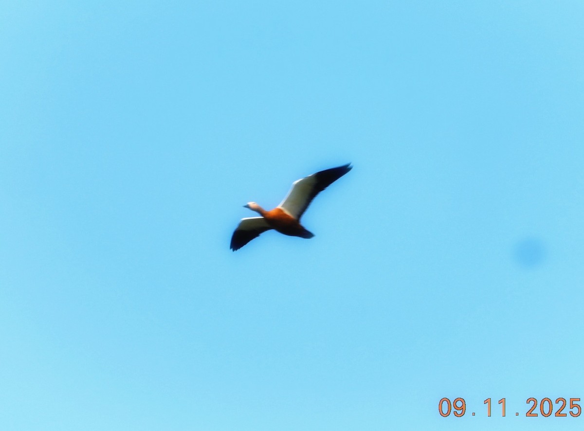 Ruddy Shelduck - ML644978821