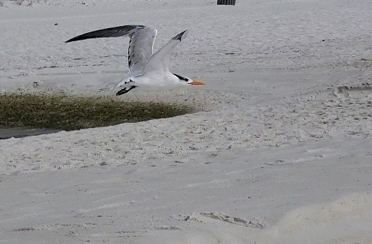 Royal Tern - ML644978823