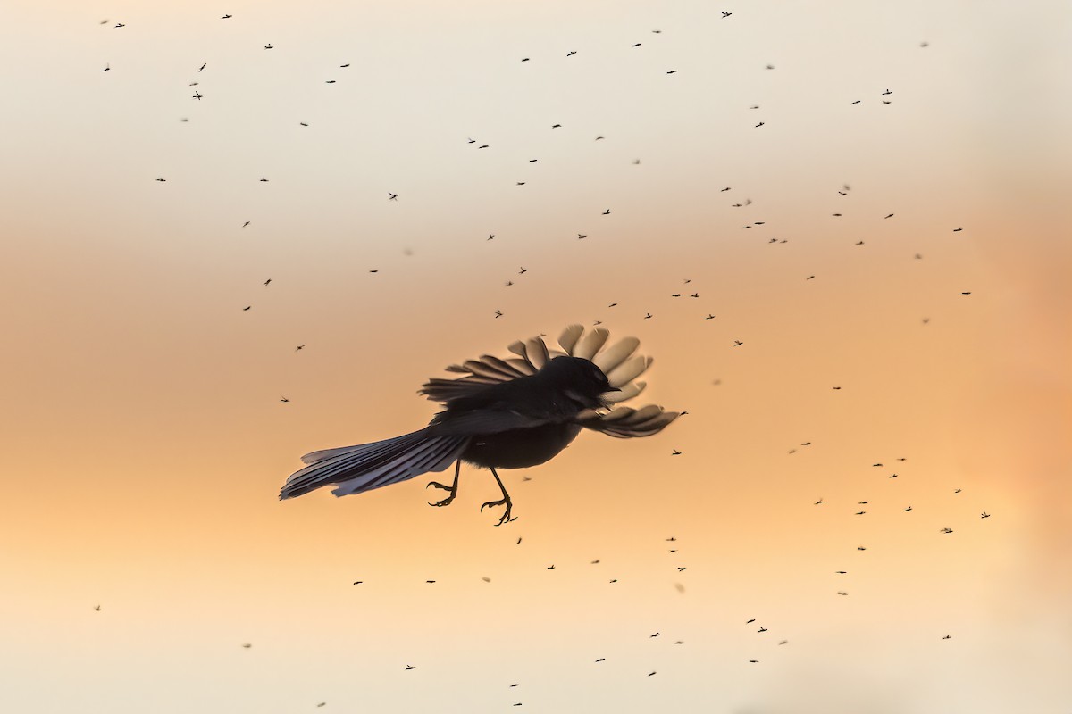 New Zealand Fantail - ML644978826