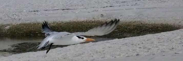 Royal Tern - ML644978832