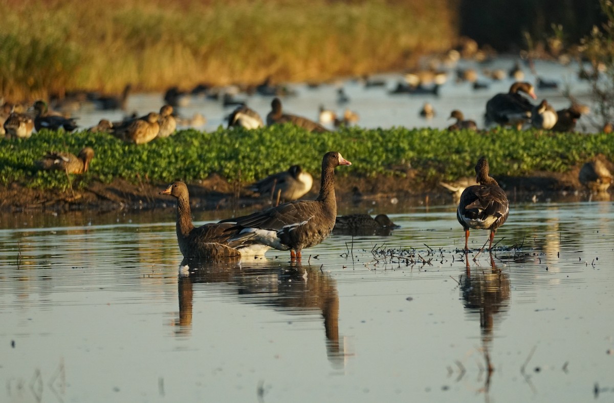 Greater White-fronted Goose - ML644978833