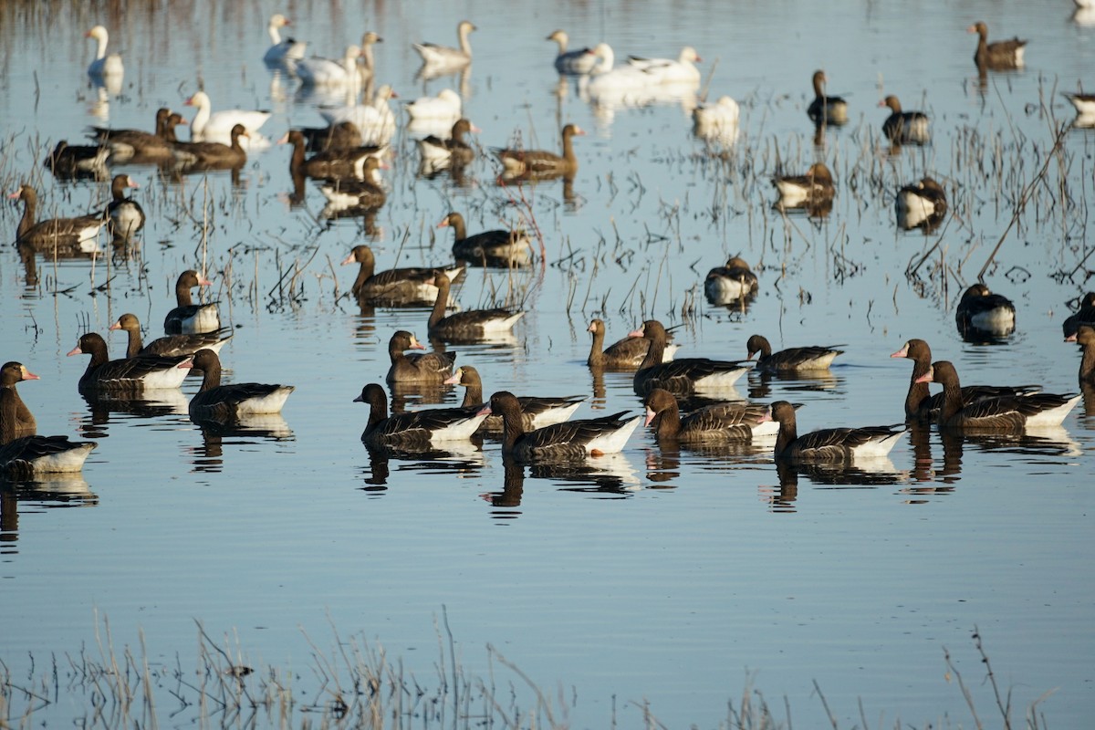 Greater White-fronted Goose - ML644978834