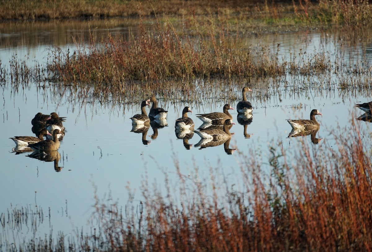 Greater White-fronted Goose - ML644978835