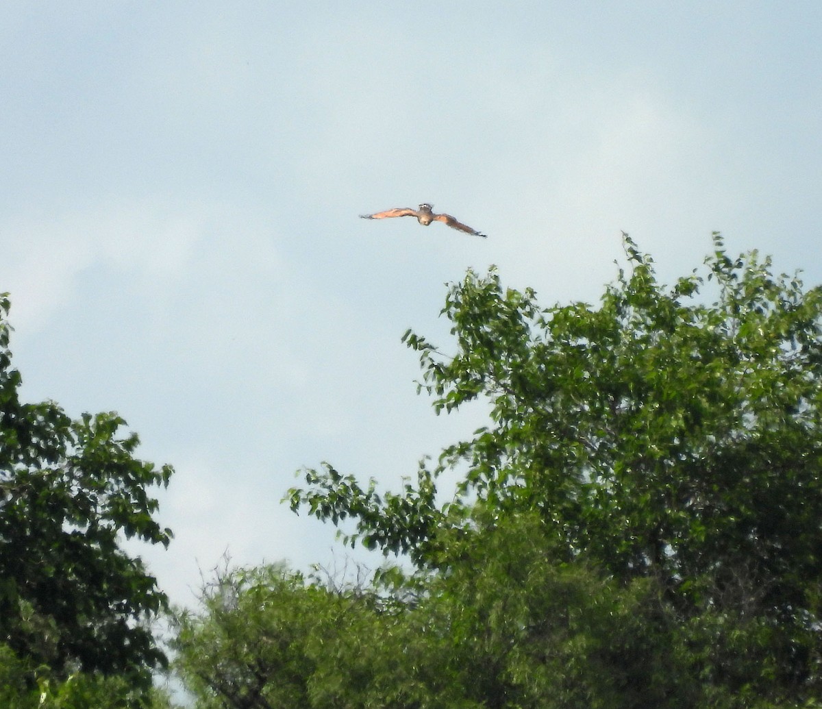 Busardo Sabanero - ML644978838