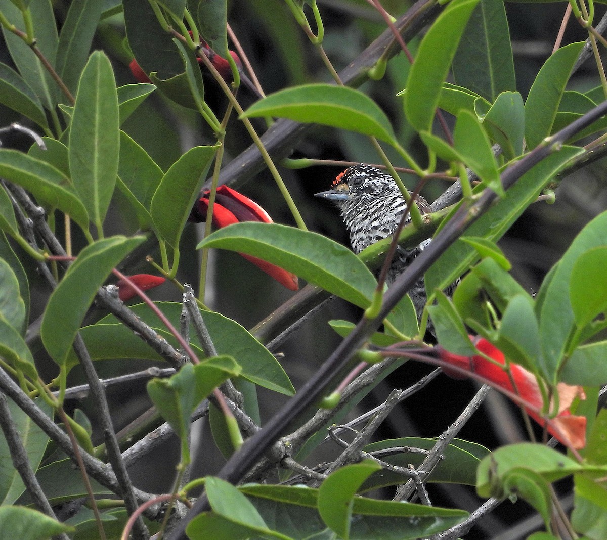 Carpinterito Variable - ML644978839