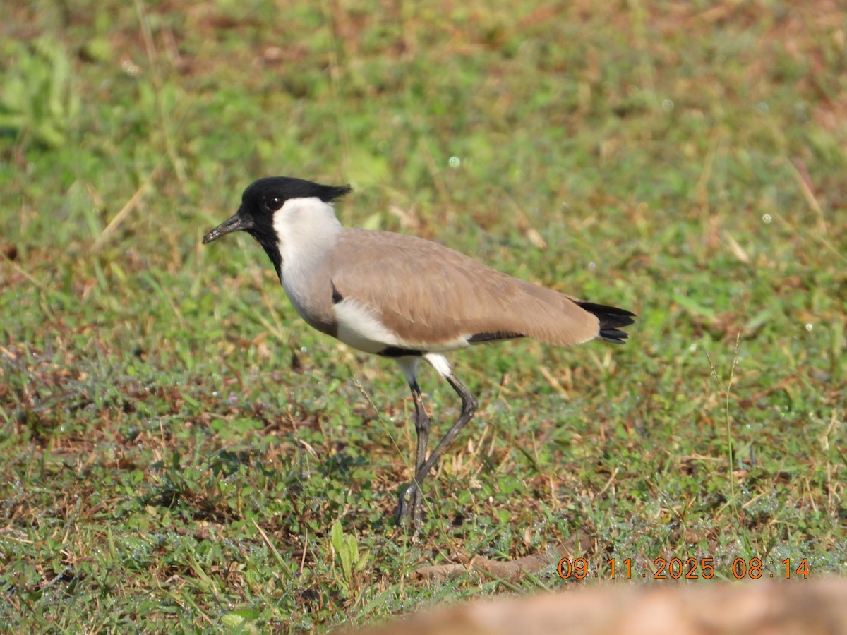 River Lapwing - ML644978841
