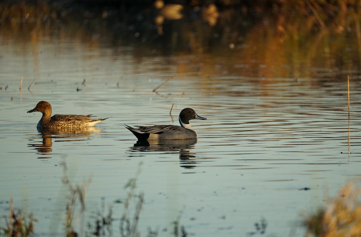 Northern Pintail - ML644978843
