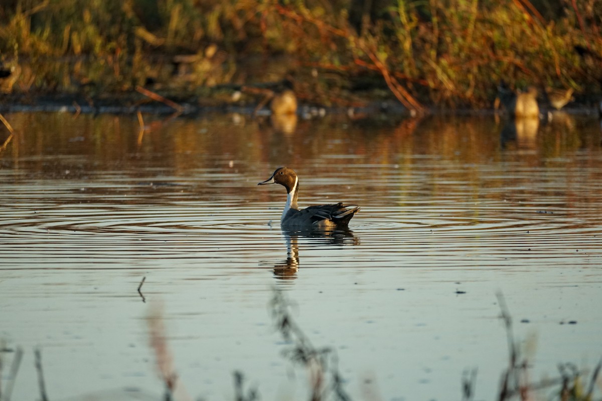 Northern Pintail - ML644978844