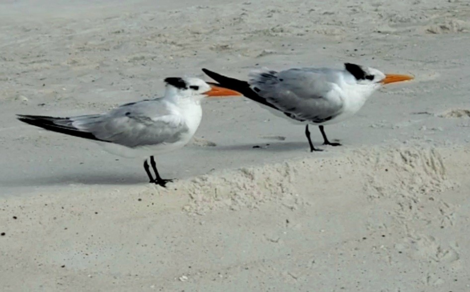 Royal Tern - ML644978845