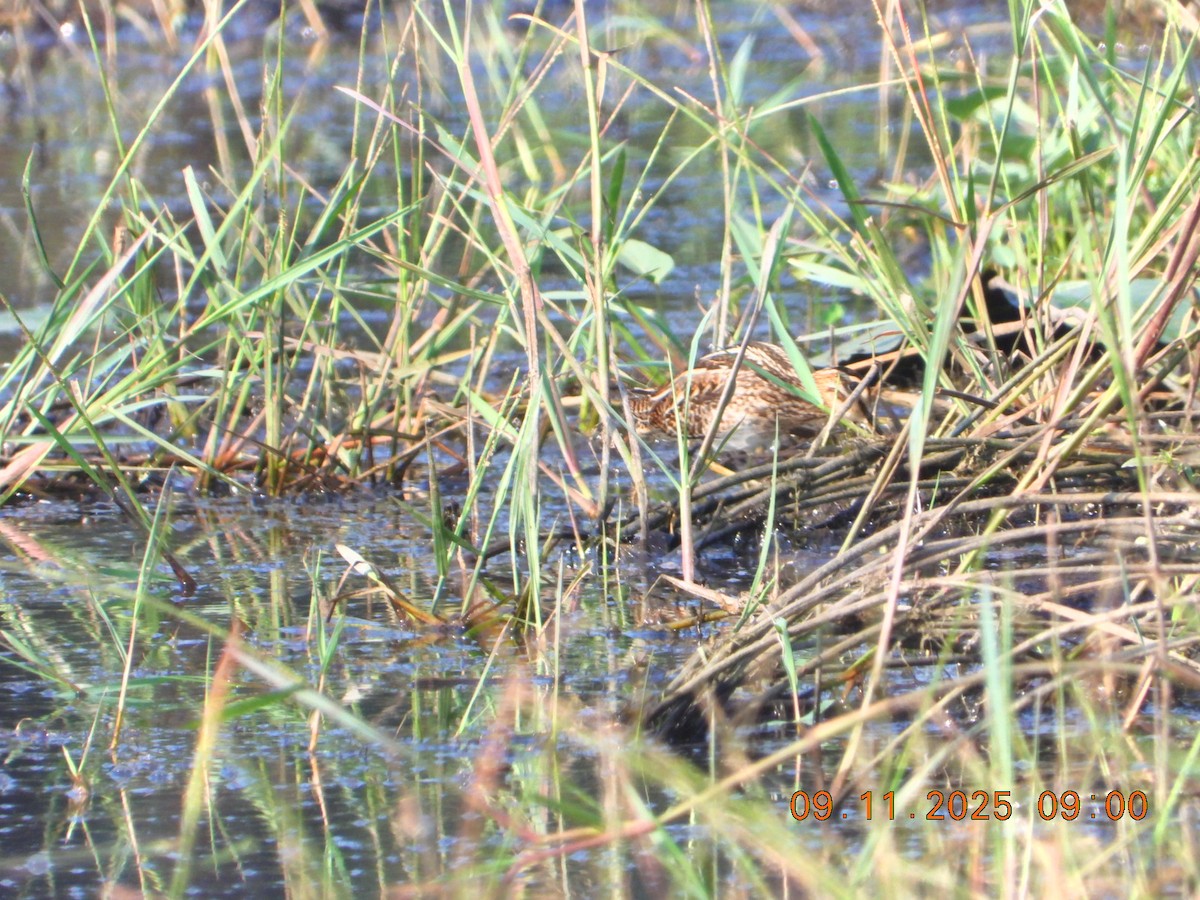 Common Snipe - ML644978859