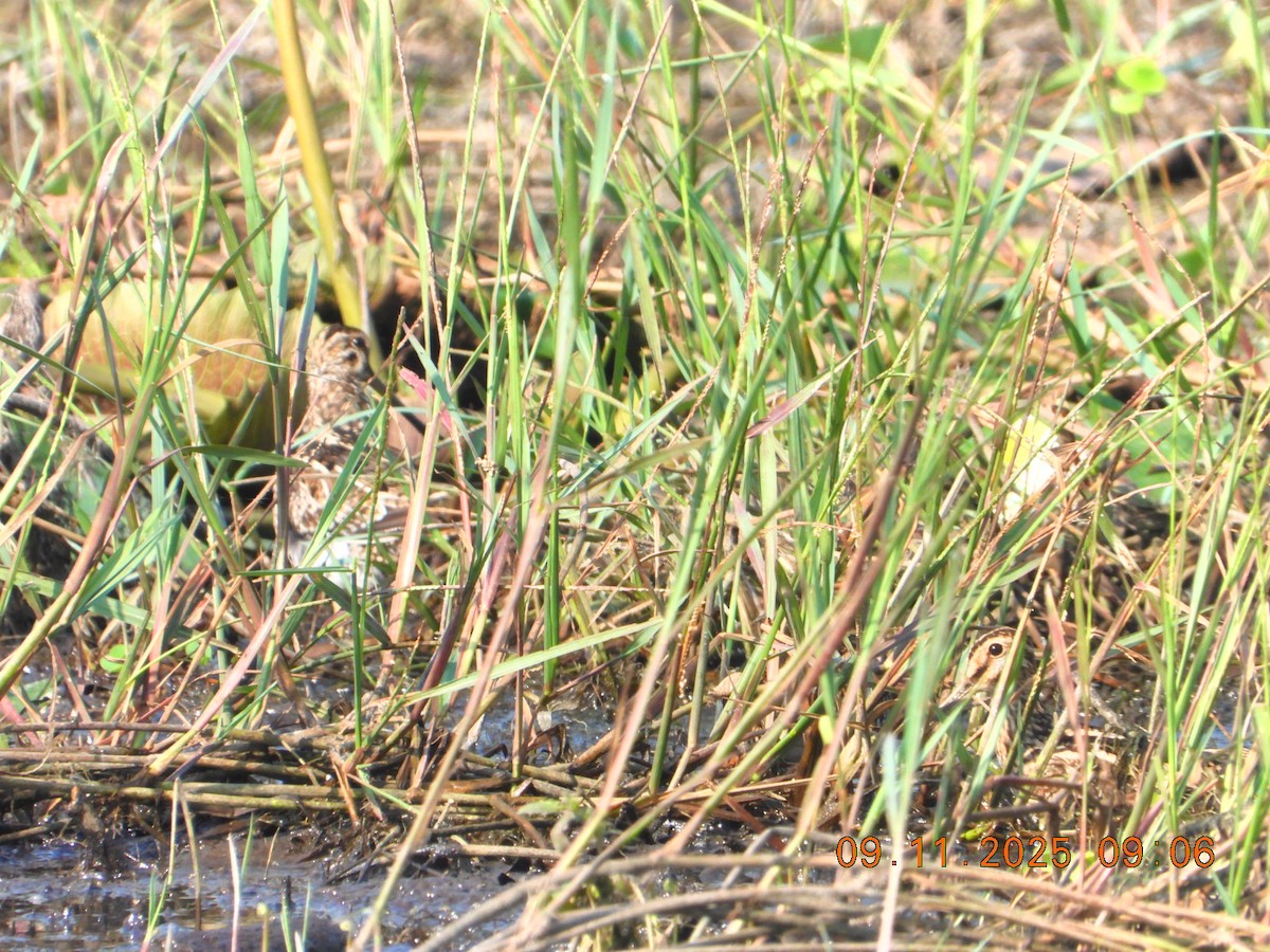Common Snipe - ML644978860