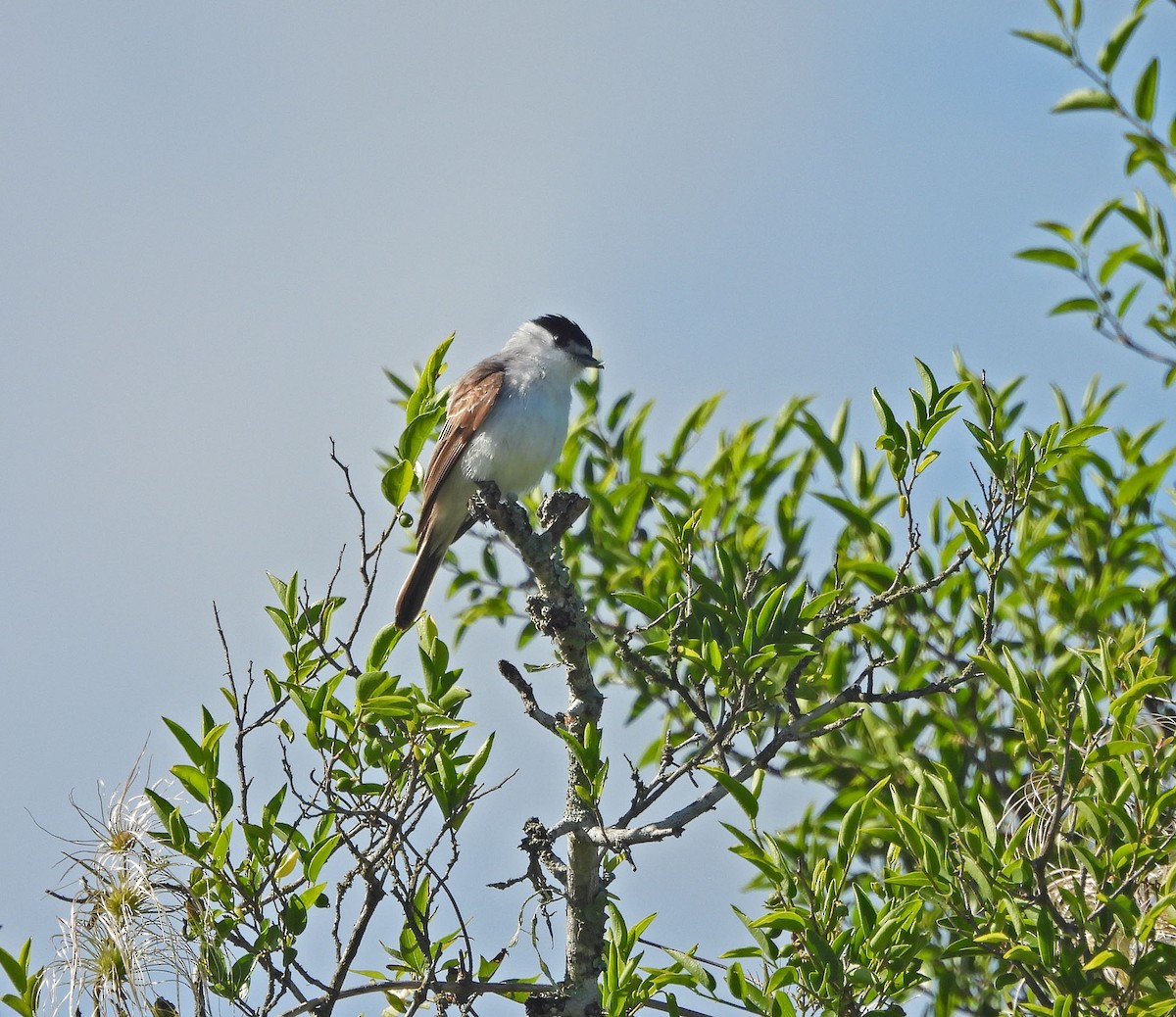 White-naped Xenopsaris - ML644978861