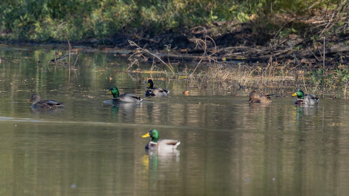 Mallard - ML644978872