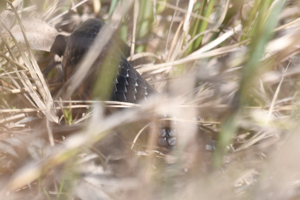Red-bellied Black Snake - ML644978873